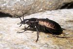 carabus-alpestris-foto-koehler