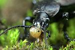 carabus-alpestris-prey-foto-weidlich