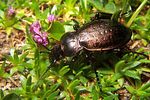 carabus-alpestris2-foto-koehler