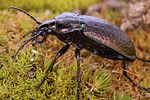 carabus-alpestris3-foto-koehler