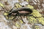 carabus-alpestris4-foto-koehler