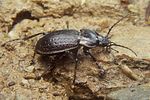 carabus-alpestris5-foto-koehler