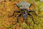 carabus-alpestris6-foto-koehler