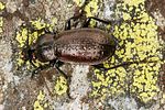 carabus-alpestris7-foto-koehler