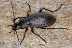 carabus-alpestris8-foto-koehler