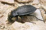 carabus-alpestris9-foto-koehler