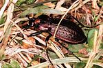 carabus-arvensis-female-foto-polacek