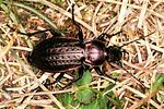 carabus-arvensis-female-foto2-polacek