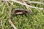 carabus-arvensis-male-foto-benisch