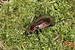 carabus-arvensis-male-foto2-benisch