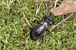 carabus-arvensis-male-foto3-benisch