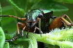 carabus-auratus-detail-foto-weidlich