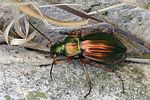 carabus-auratus-foto-buechler