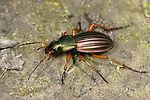 carabus-auratus-foto-faasen