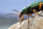 carabus-auratus-foto-freund