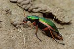 carabus-auratus-foto-kirchen