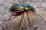 carabus-auratus-foto-koehler