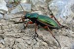 carabus-auratus-foto-weisenboehler