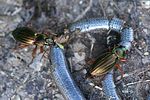 carabus-auratus-prey-foto-schuele