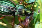 carabus-auratus-prey-foto-weidlich