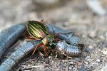 carabus-auratus-prey2-foto-schuele