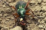 carabus-auratus-prey2-foto-weidlich