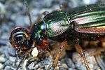 carabus-auratus-prey3-foto-weidlich