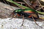 carabus-auratus2-foto-buechler