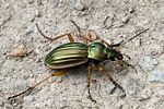carabus-auratus2-foto-hense