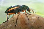 carabus-auratus2-foto-koehler