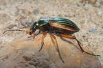 carabus-auratus3-foto-koehler