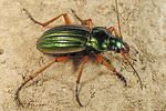 carabus-auratus4-foto-koehler