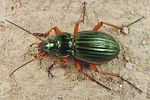 carabus-auratus5-foto-koehler