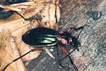 carabus-auronitens-escheri-acalleshypocrita-foto-polacek
