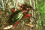 carabus-auronitens-escheri-male-foto-polacek