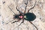carabus-auronitens-escheri-male2-foto-polacek