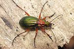 carabus-auronitens-foto-andrade