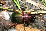 carabus-auronitens-foto-dorow