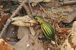 carabus-auronitens-foto-gebert