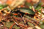 carabus-auronitens-foto-haug