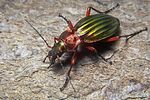 carabus-auronitens-foto-koehler
