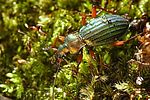 carabus-auronitens-foto-kozlowski