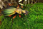 carabus-auronitens-foto-krejcik