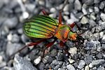 carabus-auronitens-foto-rydzi
