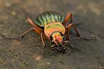 carabus-auronitens-foto-swadzba
