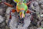 carabus-auronitens-male-detail-foto-medger