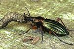 carabus-auronitens-prey-foto-weidlich