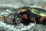 carabus-auronitens-prey2-foto-weidlich