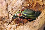 carabus-auronitens2-foto-koehler