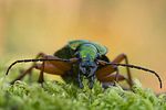 carabus-auronitens2-foto-swadzba